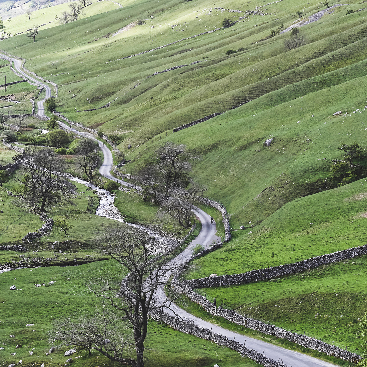 STRUGGLE DALES, HARROGATE, YORKSHIRE, 25TH MAY 2025